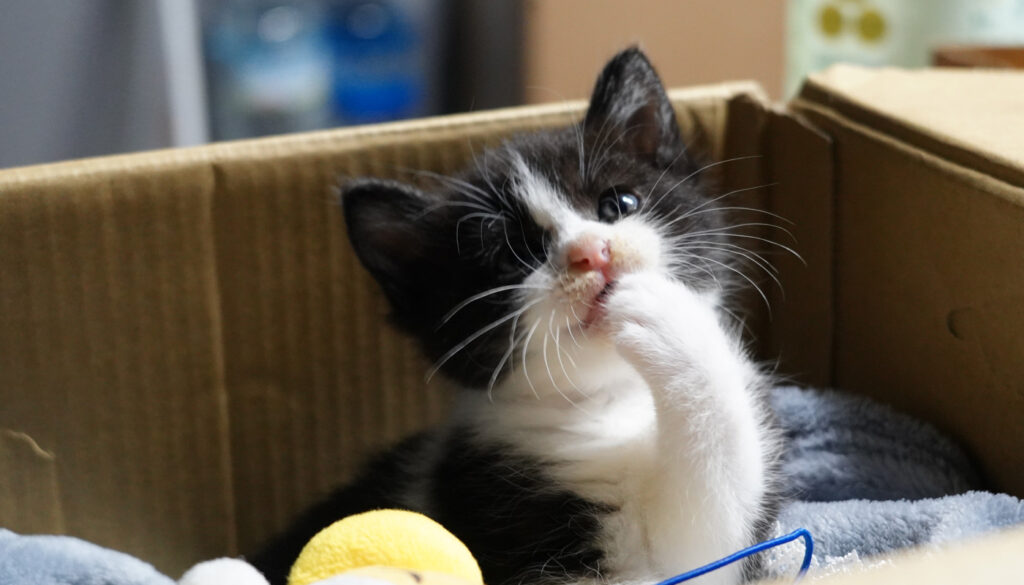 わが家に猫がやってきた日「保護猫との出会い」