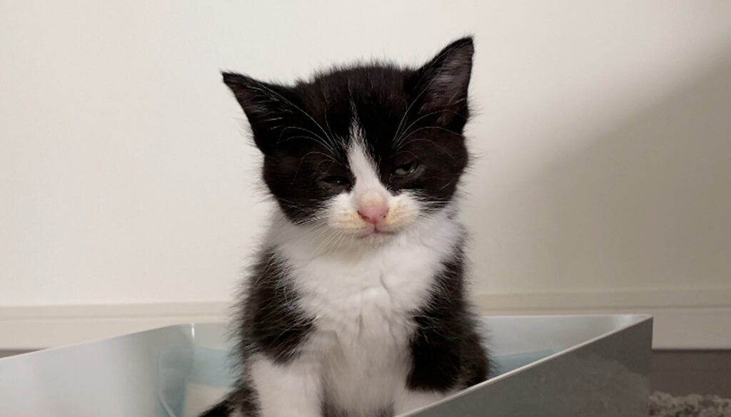 トイレトレーニング奮闘記！失敗したポイントとは「保護猫せりとの日々」