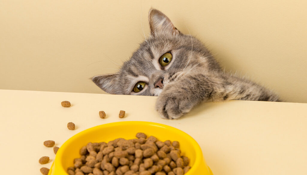 子ねこのごはん、どんなのがいいの？我が家の選び方