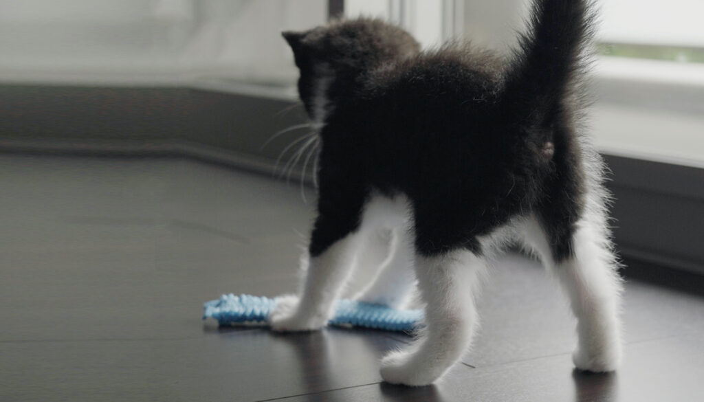 病院デビュー！初めての健康診断レポ「せりと暮らす日々」